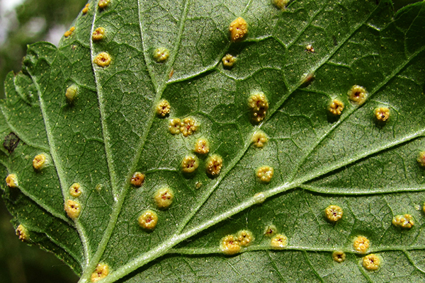 Symptômes de rouille des gobelets