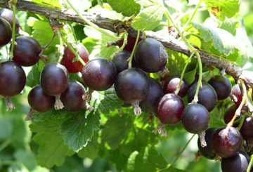 Branche de Yoshta avec fruits