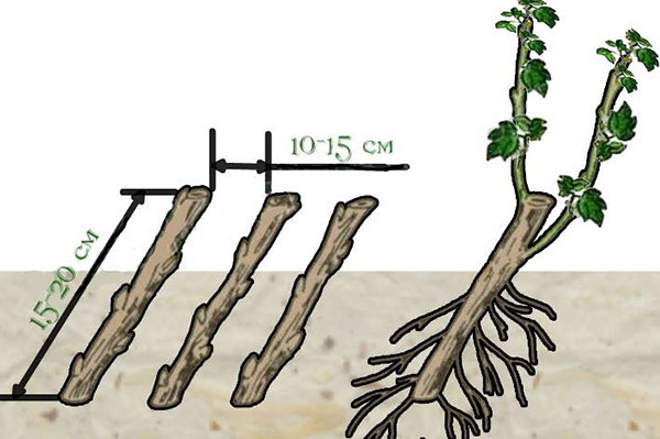 Sơ đồ trồng cây để giâm cành yoshta