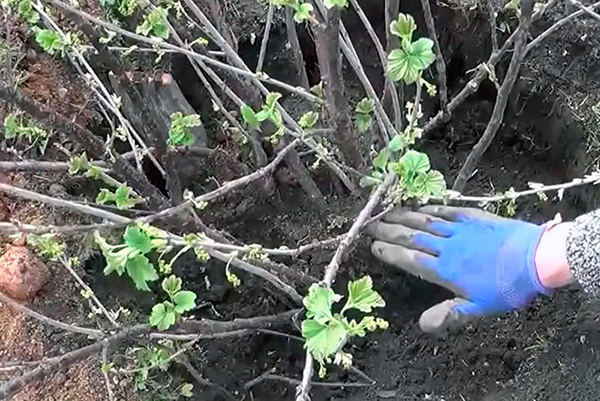 Transplantation de groseilles au printemps