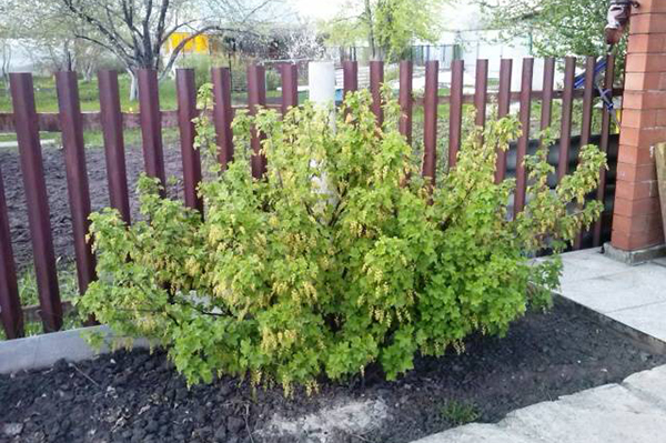 Buisson de cassis sur un nouveau site