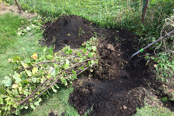 Transplantation de groseilles en été