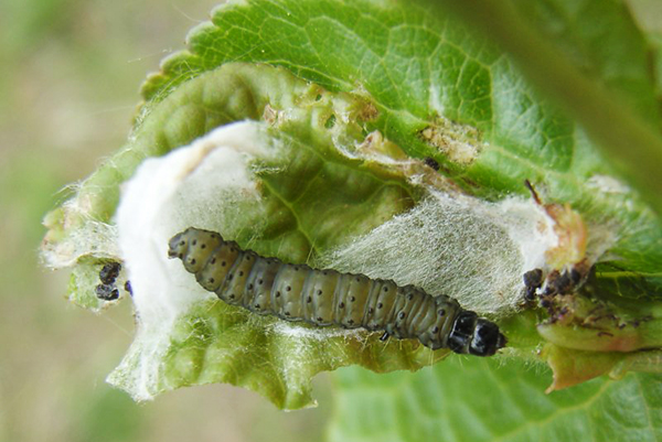 Chenille du ver des feuilles