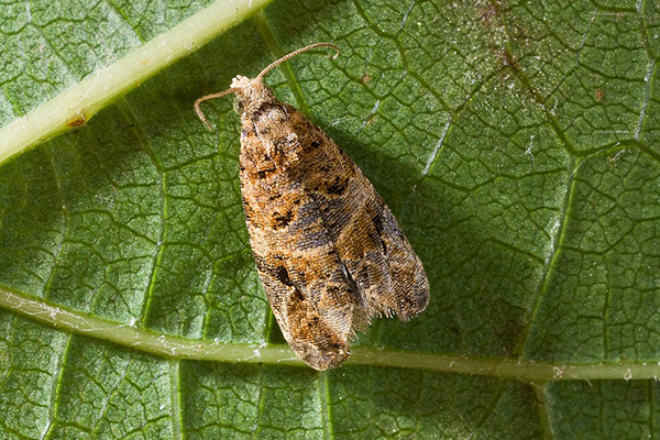 Tordeuse du papillon