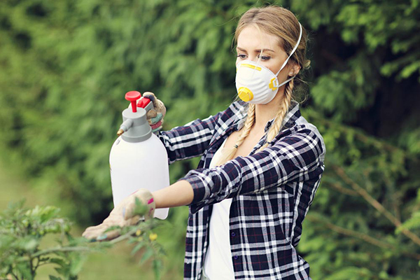 Pulvériser des arbustes dans le jardin