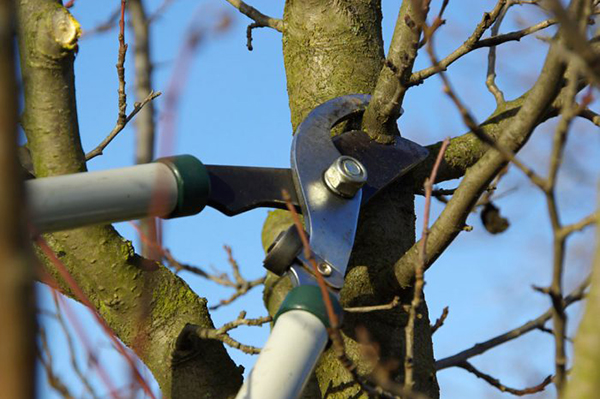 Taille sanitaire des arbres fruitiers