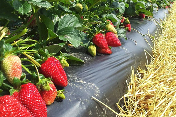 Fraises dans un lit surélevé sous un film