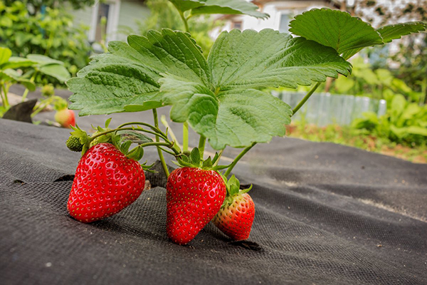 Fraises avec paillis d'agrofibre noir