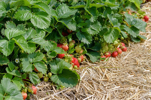 Paillis de paille pour fraises