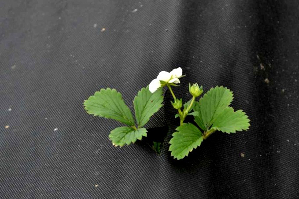 Pailler les fraises avec du non-tissé