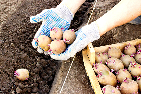 Planter des pommes de terre germées