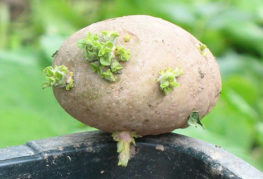 Tubercule de pomme de terre aux pousses vertes