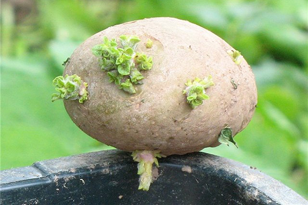 Tubercule de pomme de terre aux pousses vertes