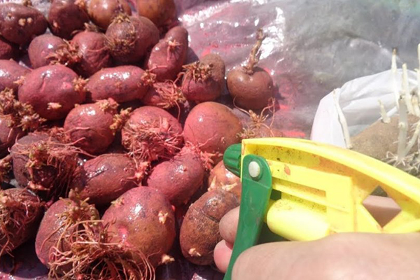 Pulvériser les tubercules avec un fongicide avant la plantation