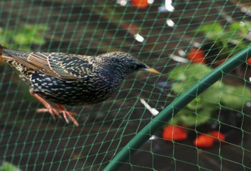 Filet de protection des oiseaux