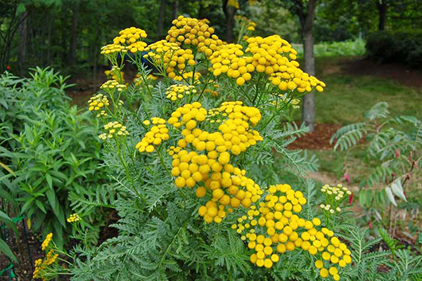 Blooming tansy