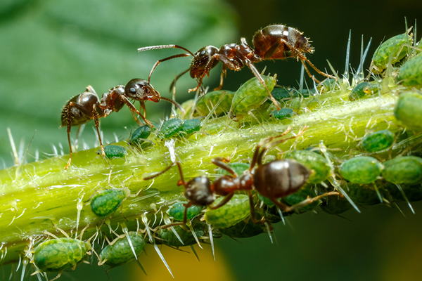 Fourmis et pucerons verts