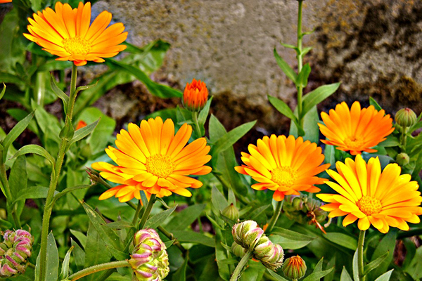 Calendula en fleurs