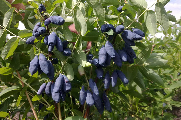 Chèvrefeuille aux fruits