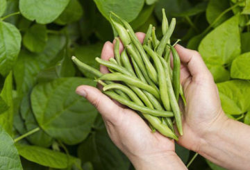 Récolter les haricots verts