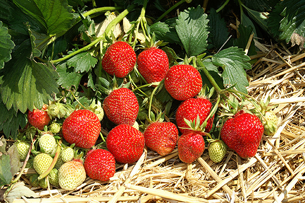 Abondante récolte de fraises