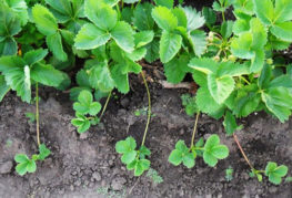 Fraises avec une moustache