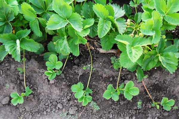 Fraises avec moustaches