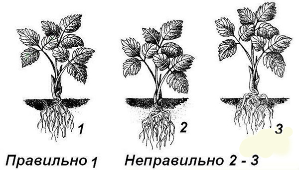 Задълбочаване на кореновата шийка на ягоди