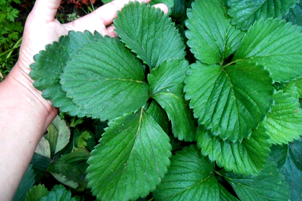 Signe d'excès d'azote dans les fraises