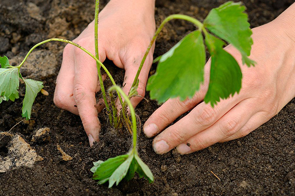 Planter des fraises