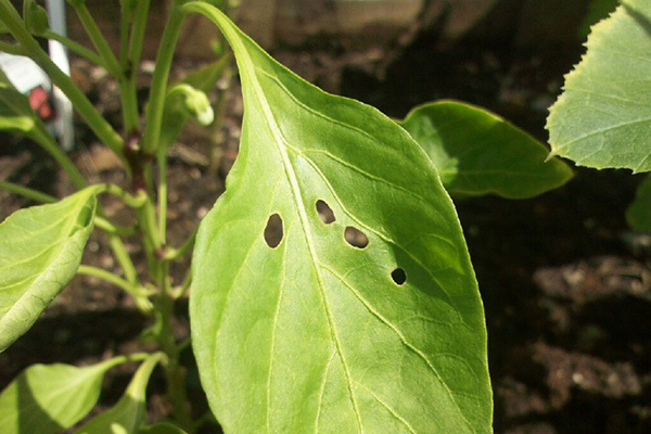 Trous dans la feuille de poivre