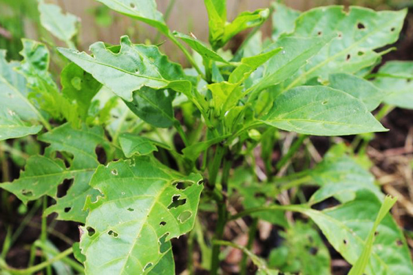 Buisson de poivre endommagé par les limaces