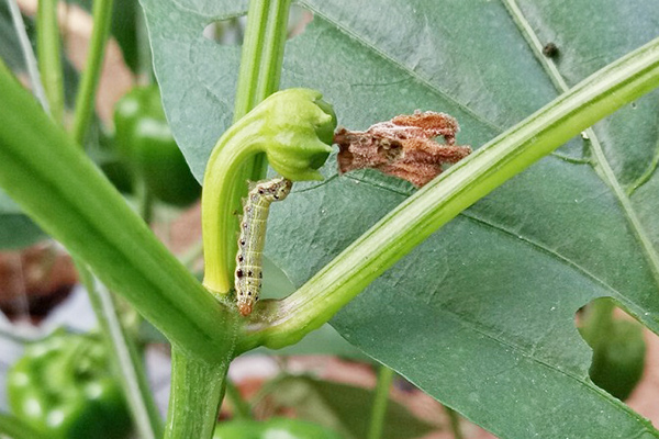 Chenille sur l'ovaire du poivre