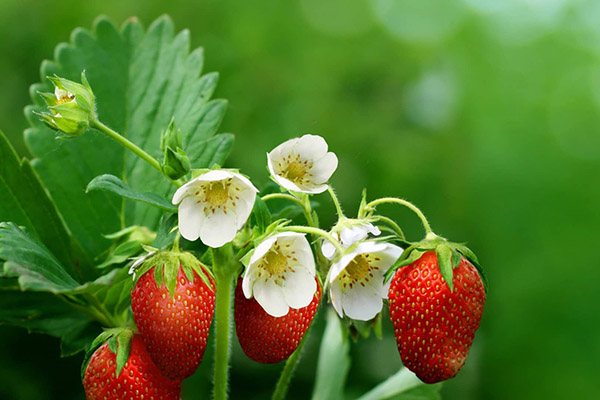 Fleurs et baies de fraises