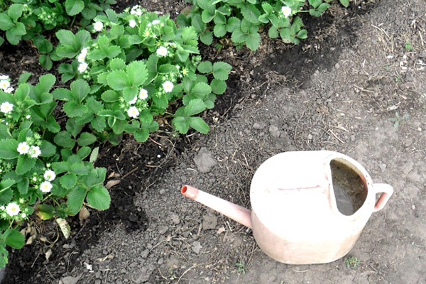 Nourrir les fraises pendant la floraison