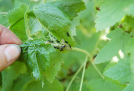 Fourmis sur groseilles