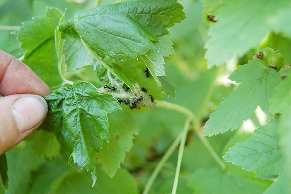 Fourmis sur groseilles