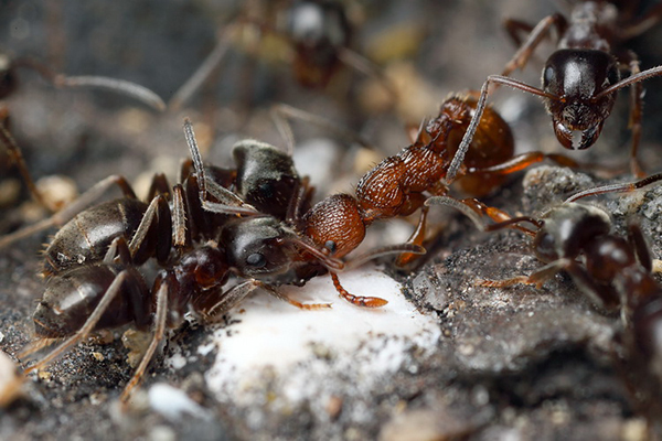 Fourmis et acide borique