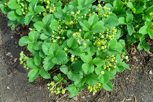 Fraise à fructification abondante