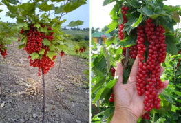 Groseille rouge sur un tronc