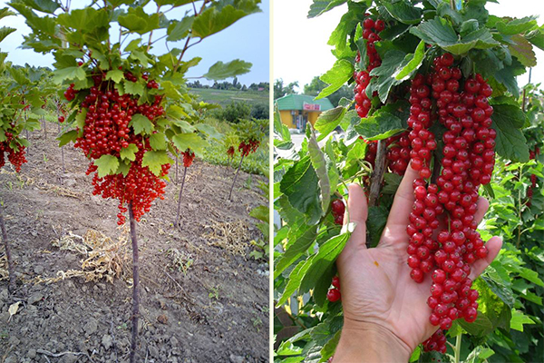 Groseille rouge sur un tronc