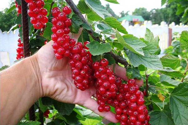 Grandes grappes de groseilles rouges