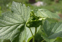 Feuilles torsadées sur groseilles