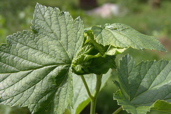 Feuilles torsadées sur groseilles