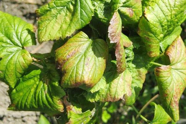 Déformation des feuilles de cassis due à une infection fongique