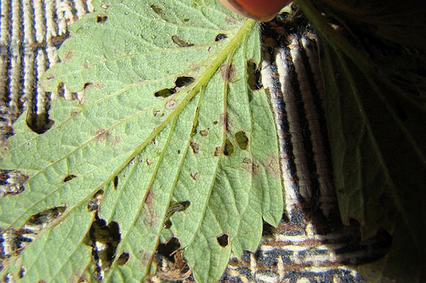 Trous dans la feuille de fraise