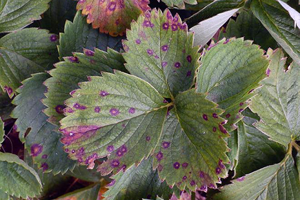 Tache brune sur les feuilles de fraise