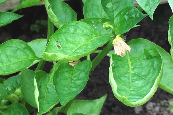 Les feuilles de poivre sèchent et se recroquevillent dans un bateau