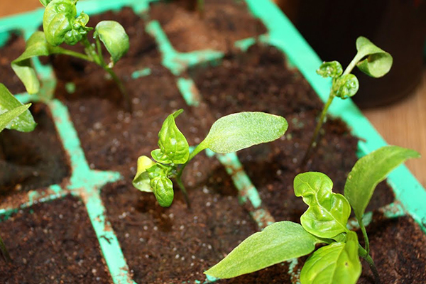 Déformation des feuilles des plants de poivrons