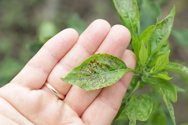 Taches sur les feuilles de poivron